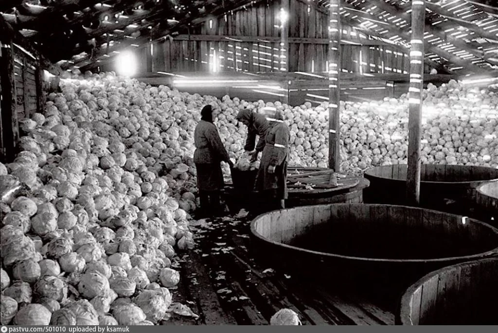 Совхоз _Люберецкие поля орошения_. Идёт закваска капусты для отправки на фронт