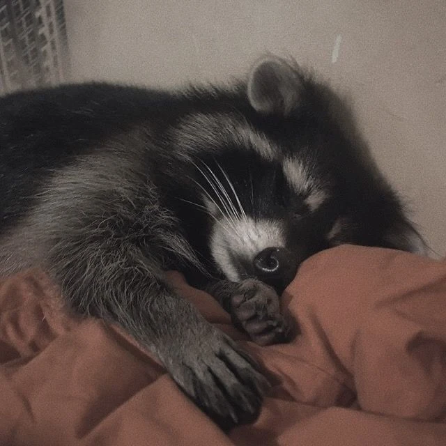 🌜Доброй ночи, дорогие подписчики! Доброй ночи, Запорожье!😴