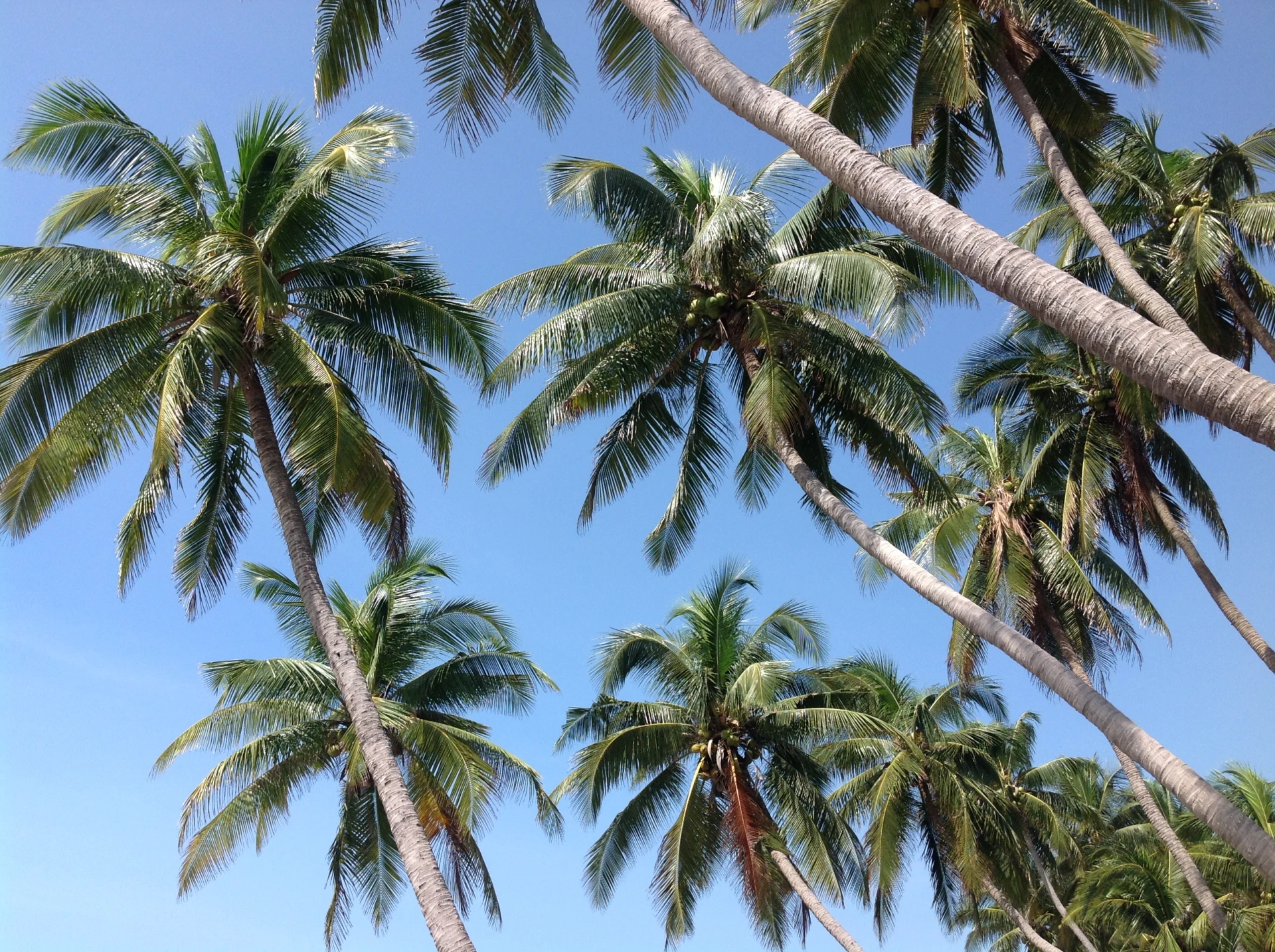 🏖 Нячанг, Камрань,Фантьет, Дананг, Фукуок - знают все.