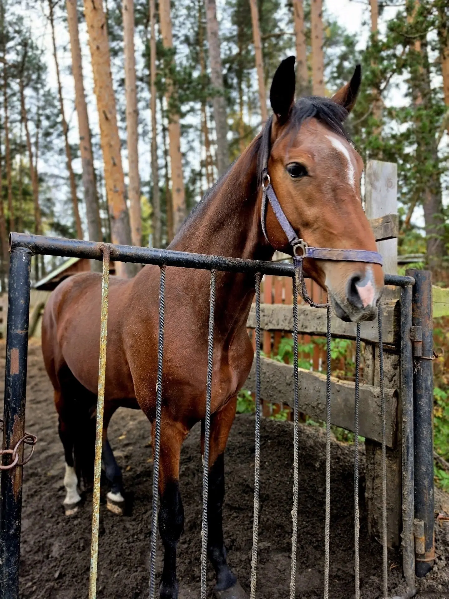 🐎 Ожившая история рядом с Вельском