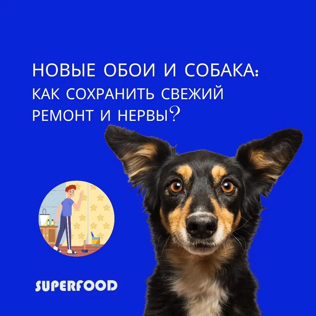 Новые обои и собака: как сохранить свежий ремонт и нервы? 🛠️🐕