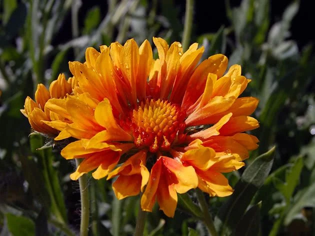 Часть 7: Гайлардия 🌻 Цикл: Многолетники для подзимнего посева