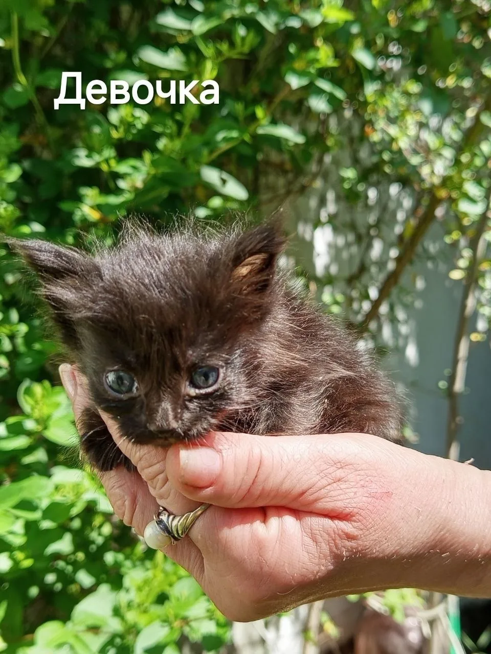 Ищу новый дом для малышки, 2 месяца. Котенок найден на улице, откормлен, обработан дваж...