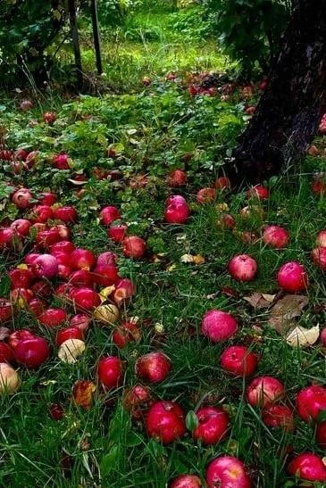 Омолаживающая обрезка яблонь осенью 🍎