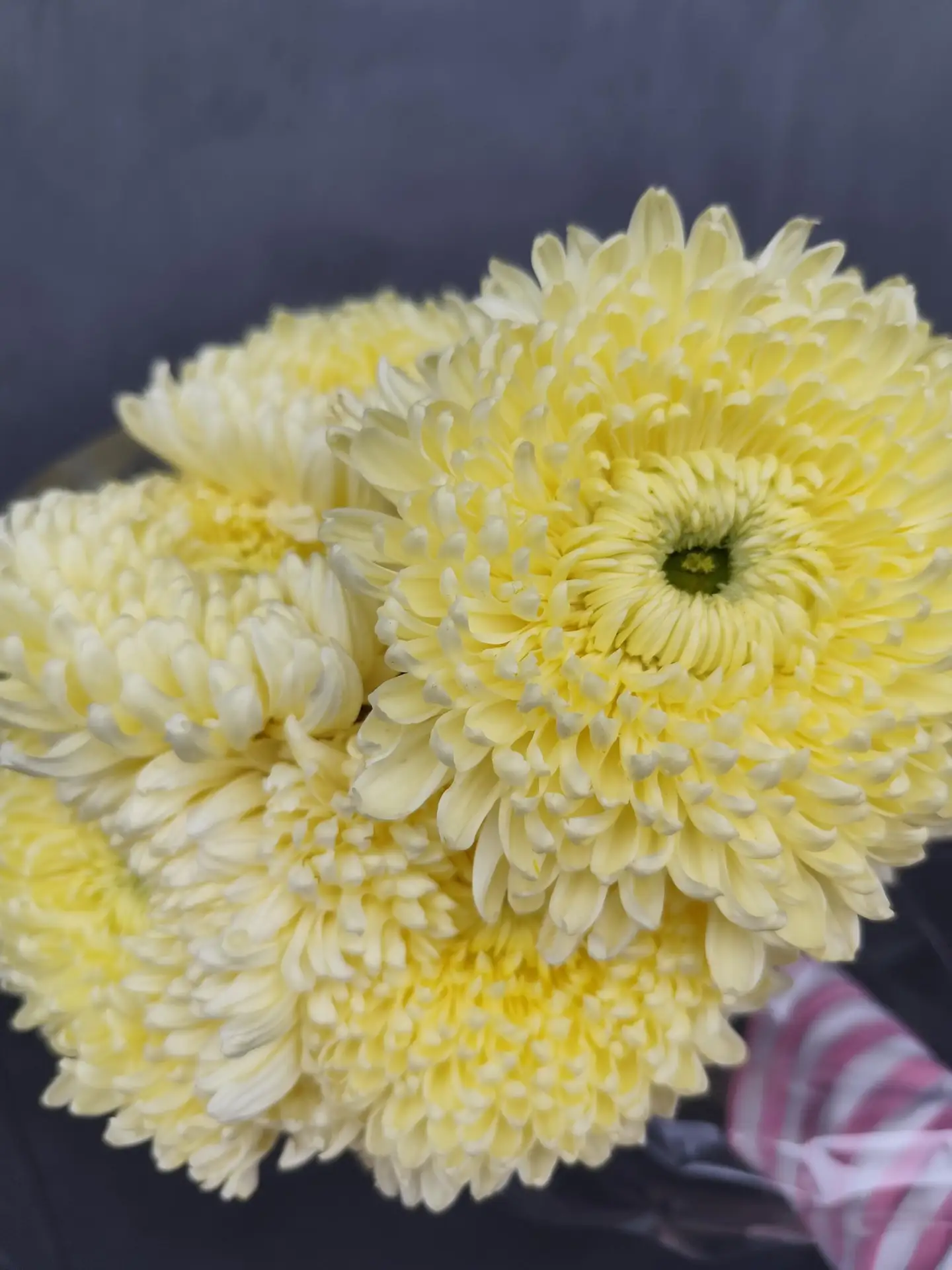 🌸 Свежее поступление