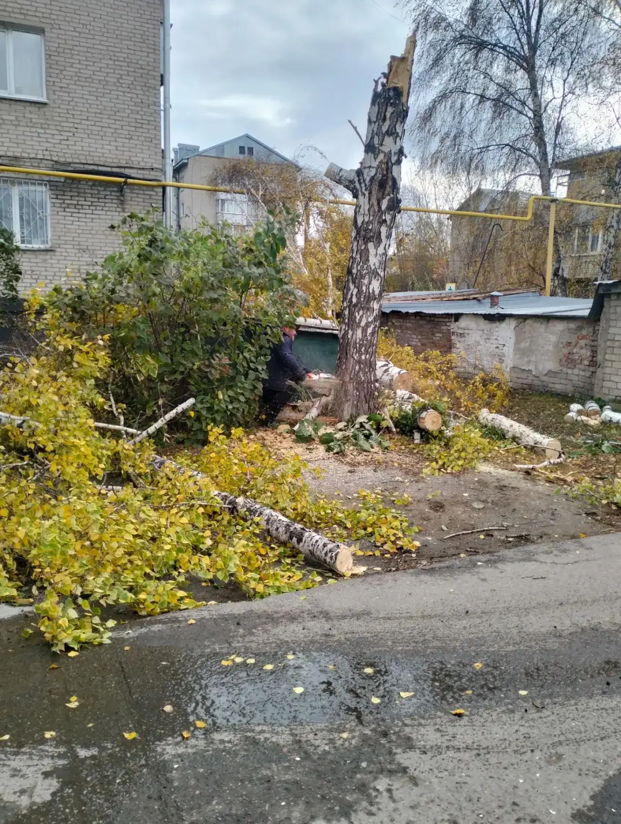 🌳 Во время вчерашнего сильного ветра была повреждена берёза по адресу ул. Космонавтов, 7.