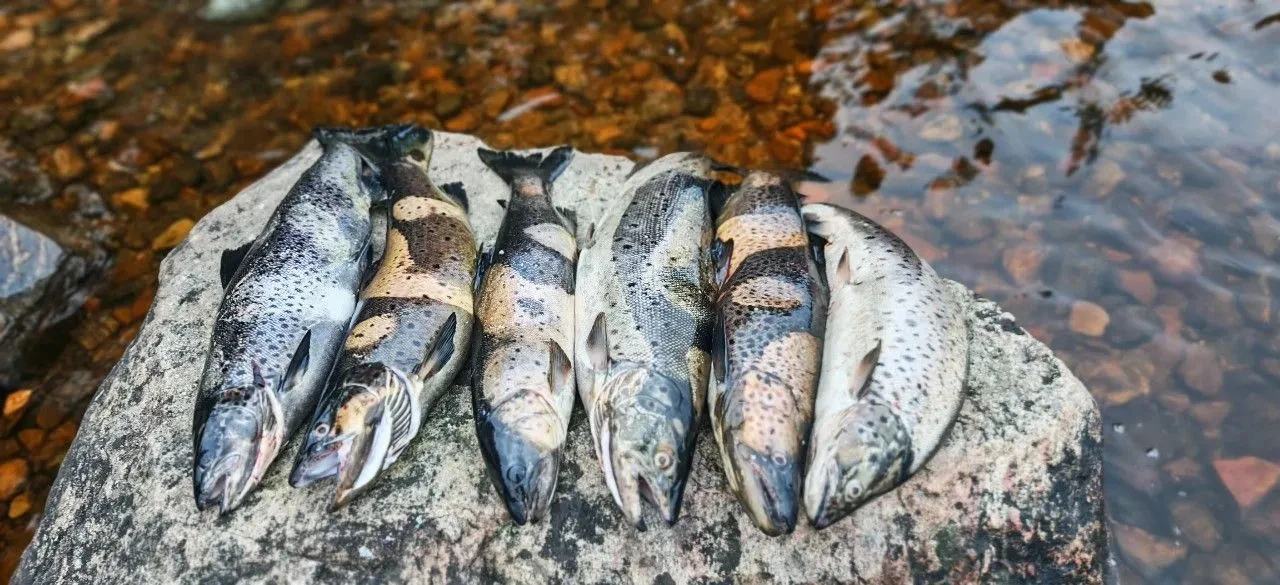 Воблер 80 мм 13 гр №18 от Mr.Musurok в деле 🎣