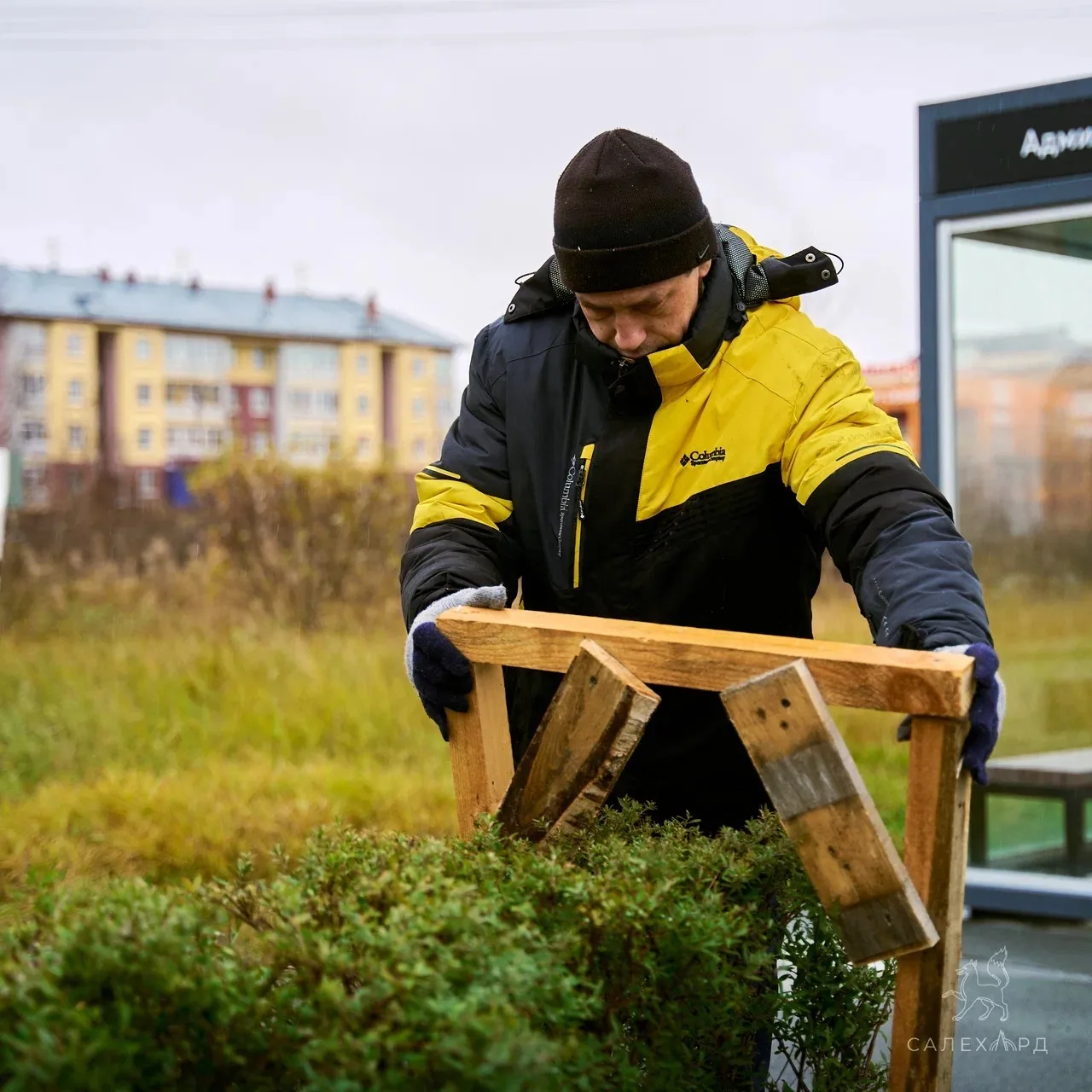 🌿 В Салехарде начали укрывать изгородь из спиреи