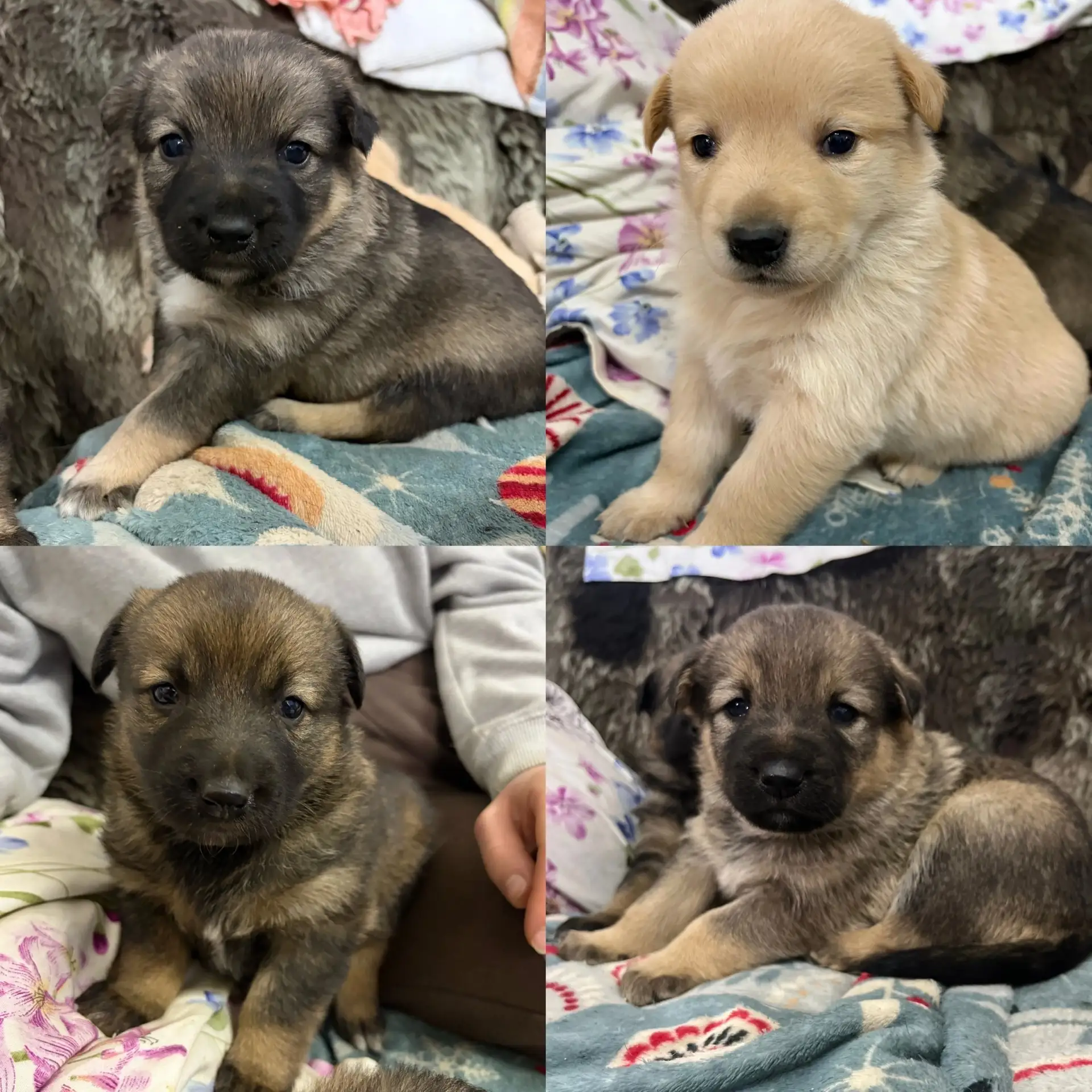 Отдаются в добрые руки 🤲🏼🐾