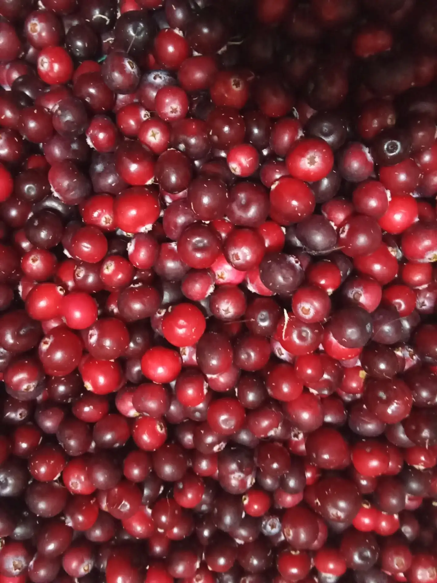 продам клюкву из Краснодубья  89607143370 анон