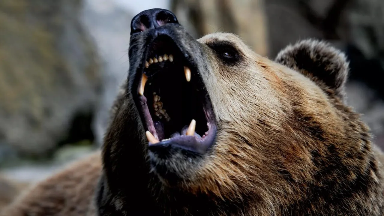 🐻 Мат может спасти при встрече с медведем, считает известный охотник
