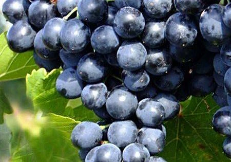 Обработка винограда от болезней в октябре🍇