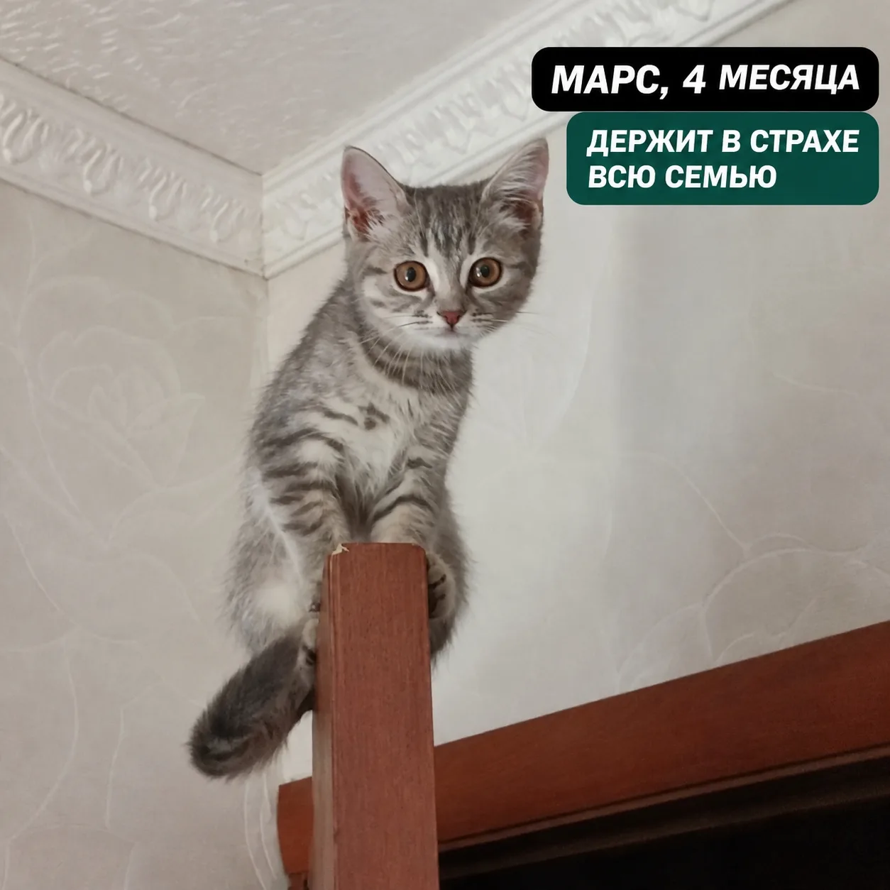 🦊 В эфире — наша самая милая рубрика #зверопятница
