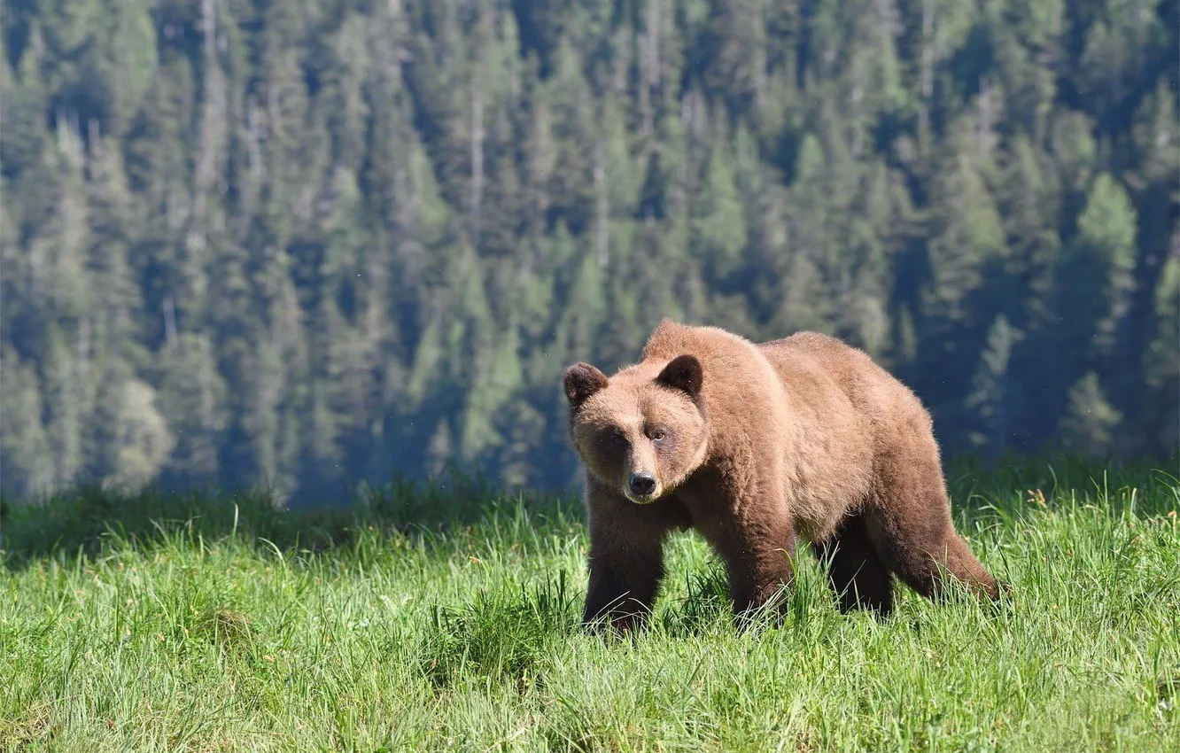 🐻⚠️ Уважаемые жители, в адрес ЕДДС все чаще стали поступать обращения граждан о выходе...