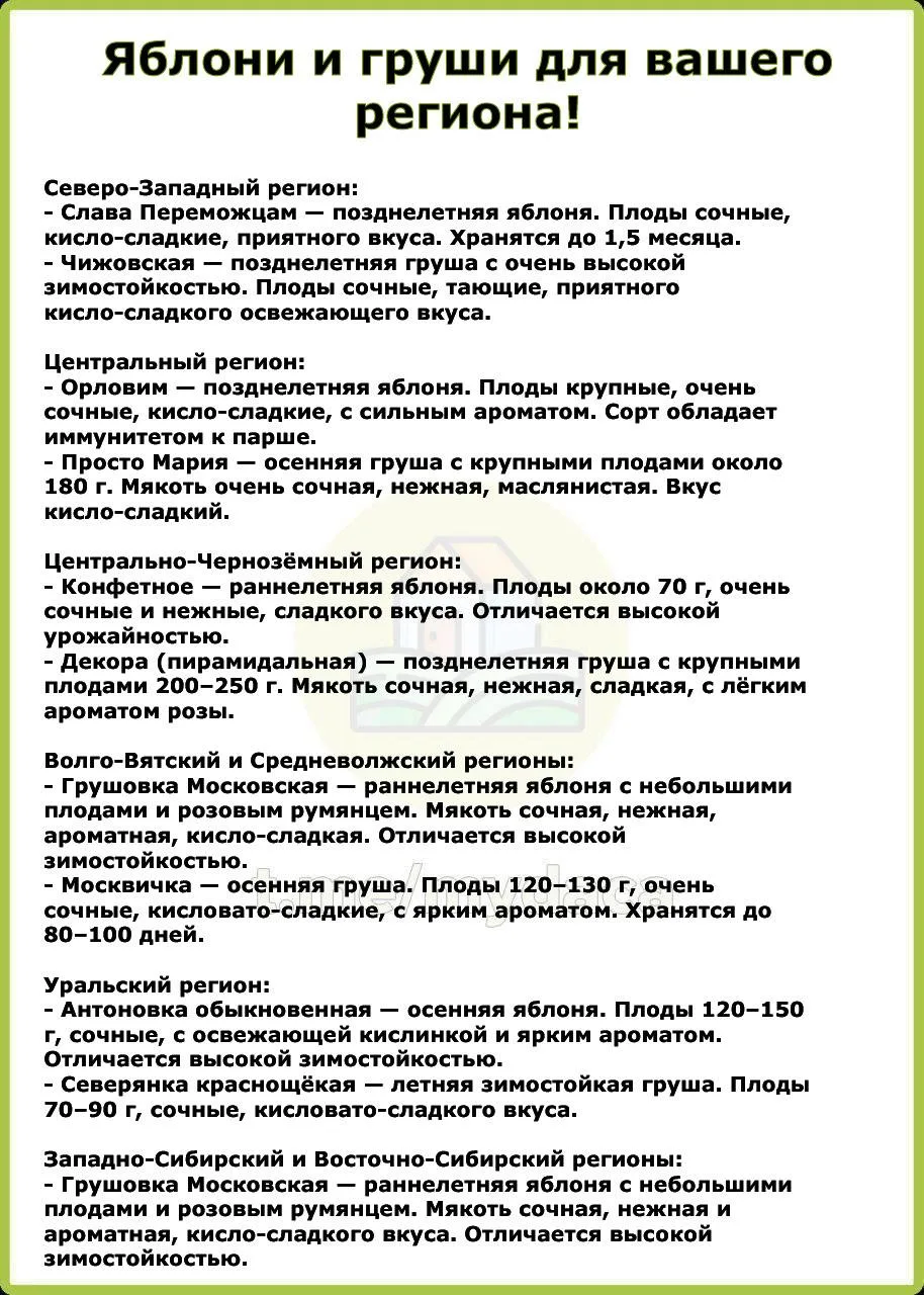 Яблони и груши для вашего региона 🌳