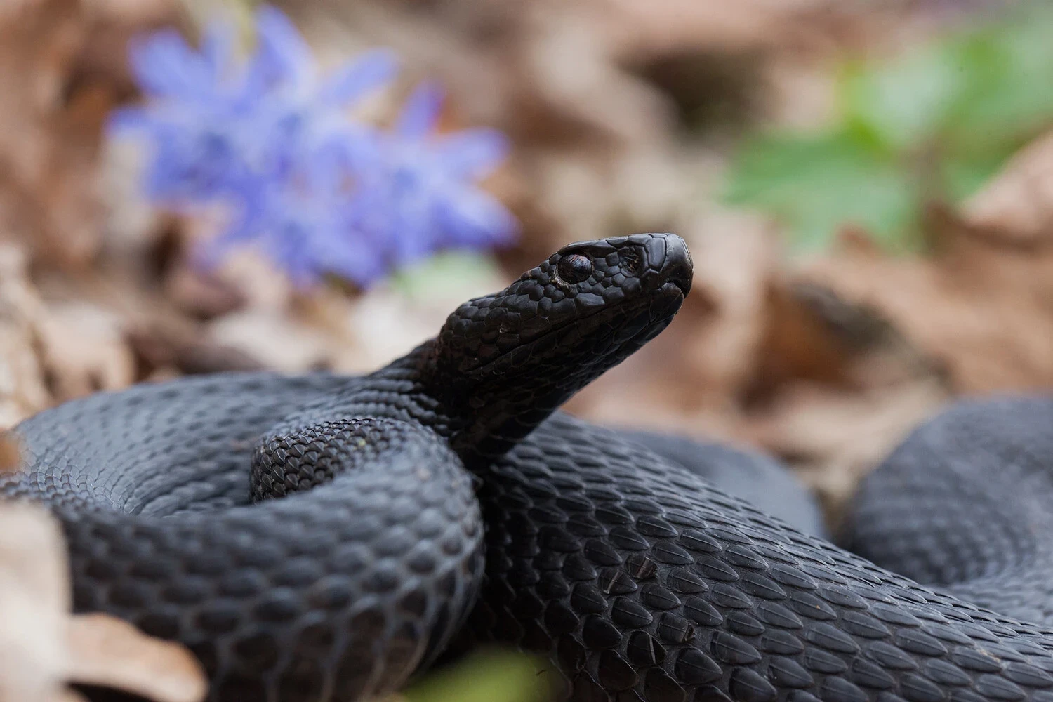 🐍 Мужчину из Сергиева Посада спасли после укуса гадюки