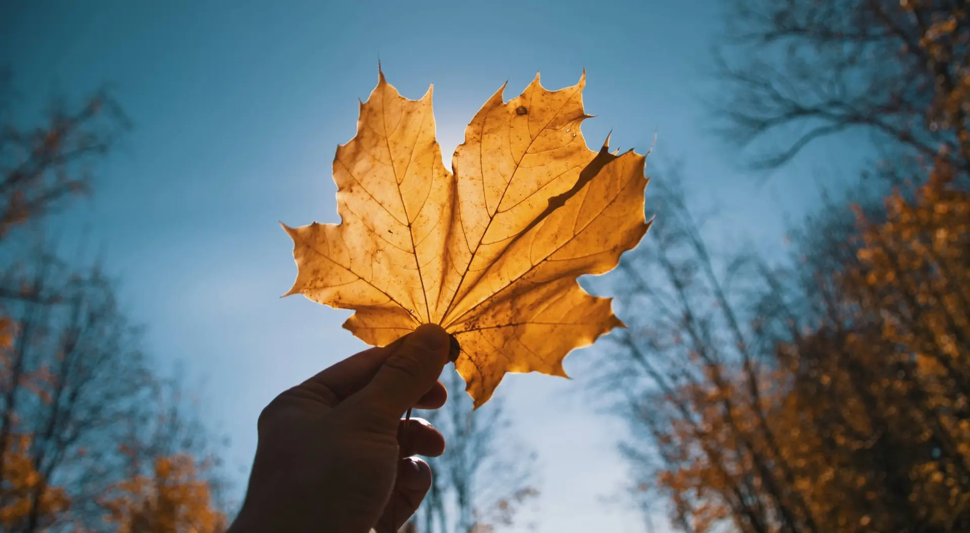 🍁ФОТОЧЕЛЛЕНДЖ «ОСЕНЬ»!🍁