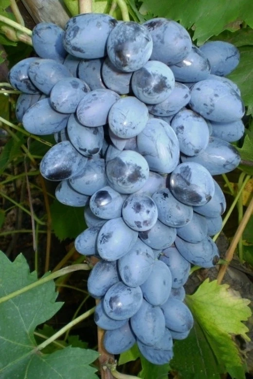 Продам сладкий виноград, центр, Кирова, цена договорная