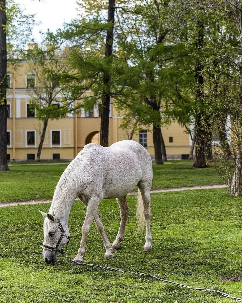 🐴 Тайный дворик Петербурга, где живут лошади-модели
