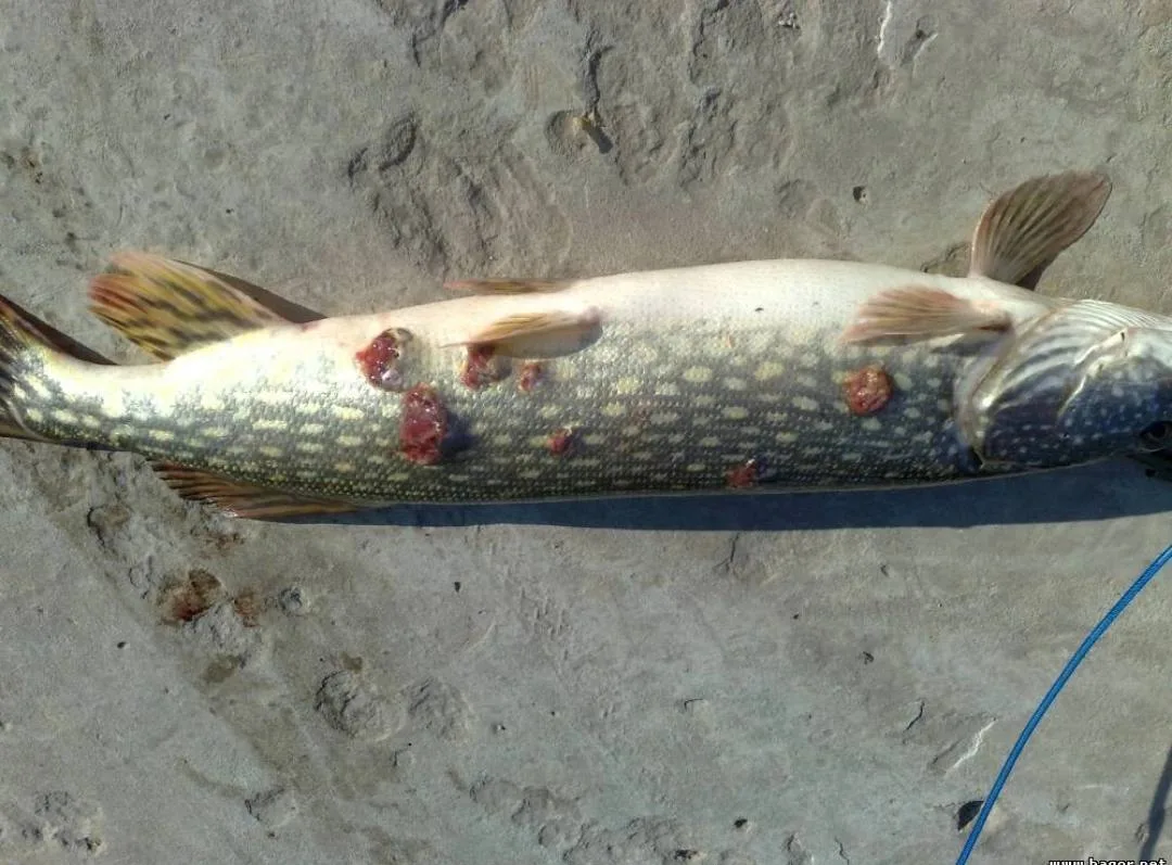 Водоёмы Нижегородской области охватила эпидемия щучьей чумы