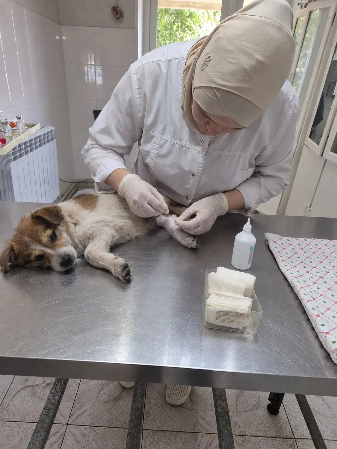 Ветеринары спасли раненую собаку Люсю