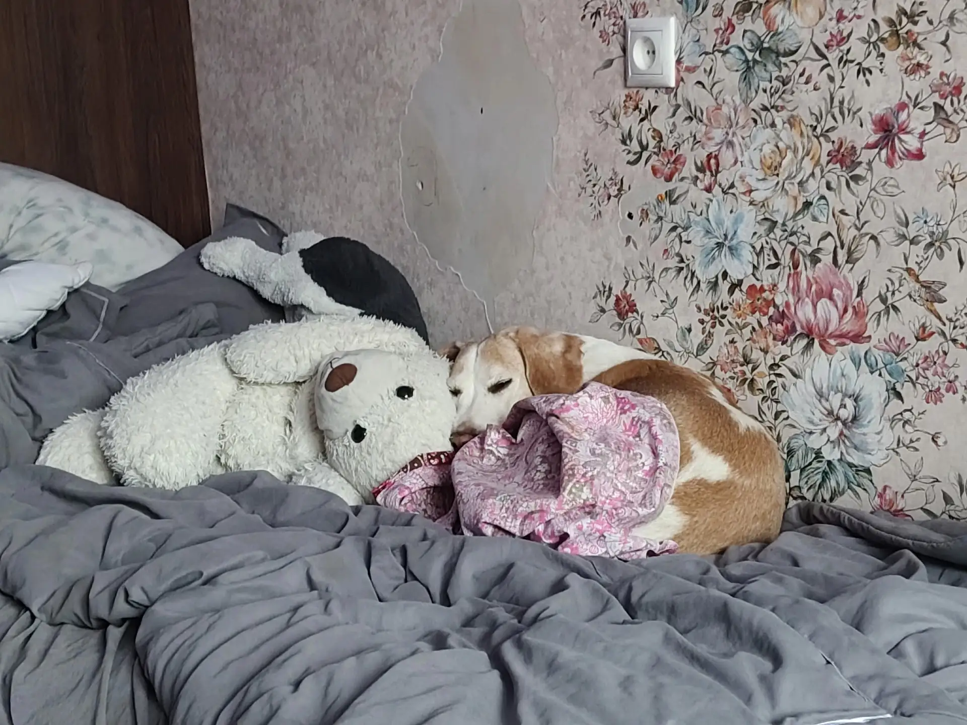Сегодня утром потерялась собака, 10 лет, зовут Чупа, в районе Липовой горы, помогите на...