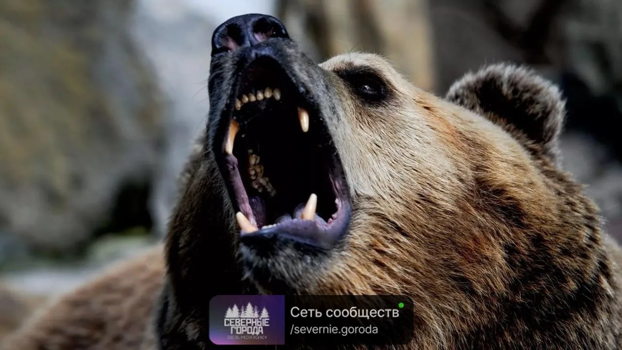 Известный охотник считает, что при встрече с медведем может помочь громкая брань. Если ...