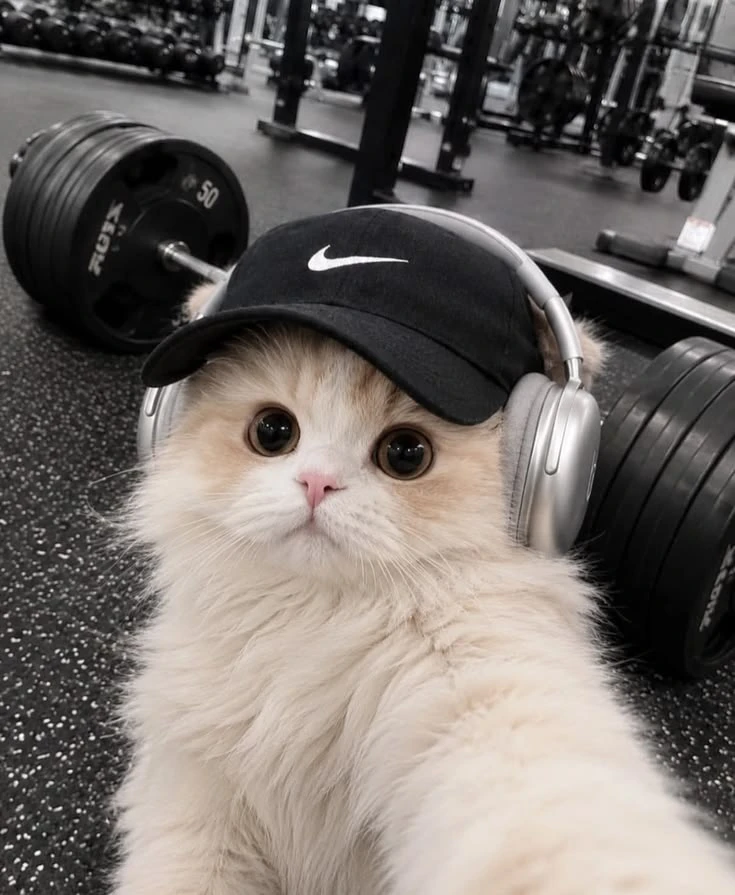 🐱 На спортзал настроен, но не на тренировки