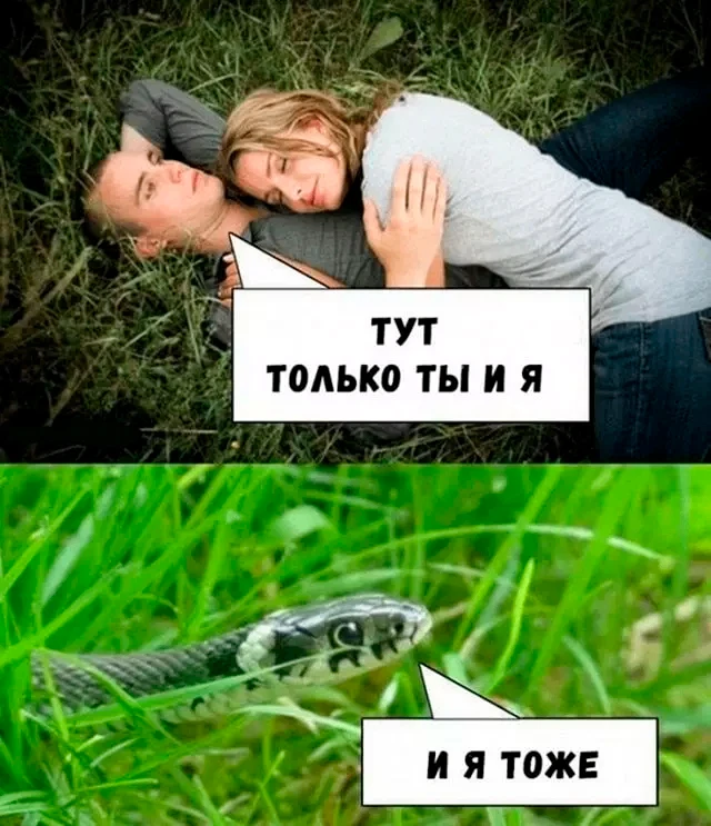 Врачи спасли жизнь мужчине после укуса гадюки в Сергиевом Посаде