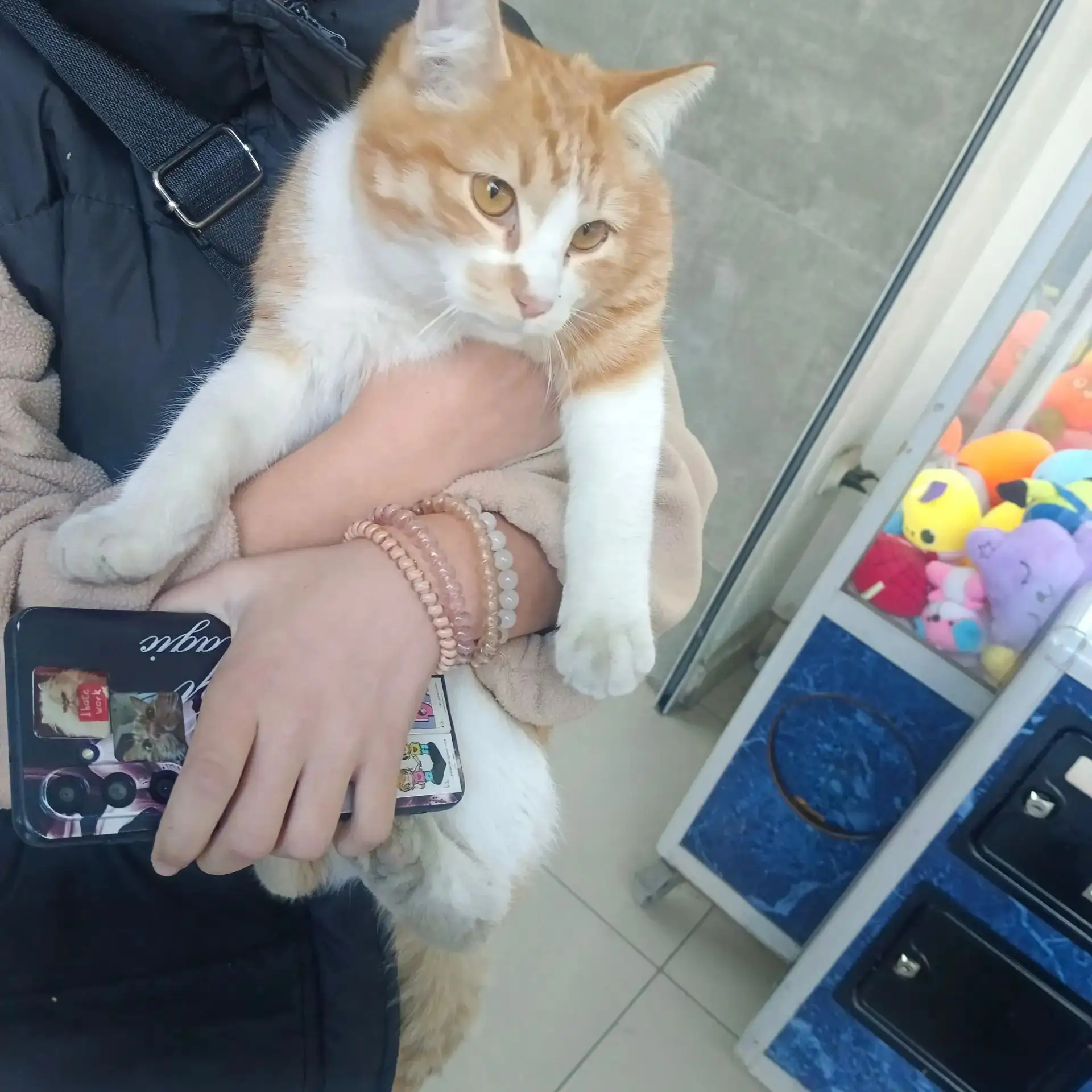 Район КПД !!! Чей кот???Домашний с серым ошейником от блох! Сейчас забежал в магазин "Р...