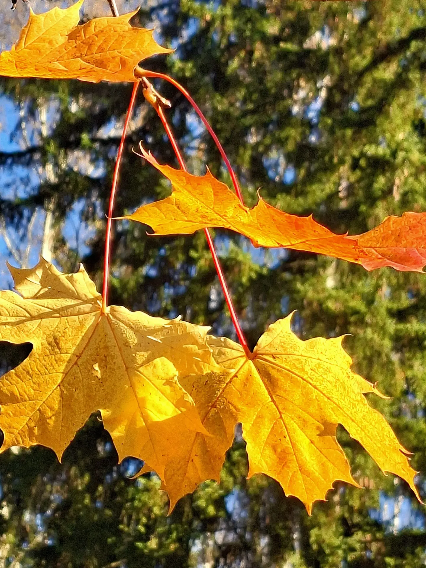 15.10.2026г. - Сертолово