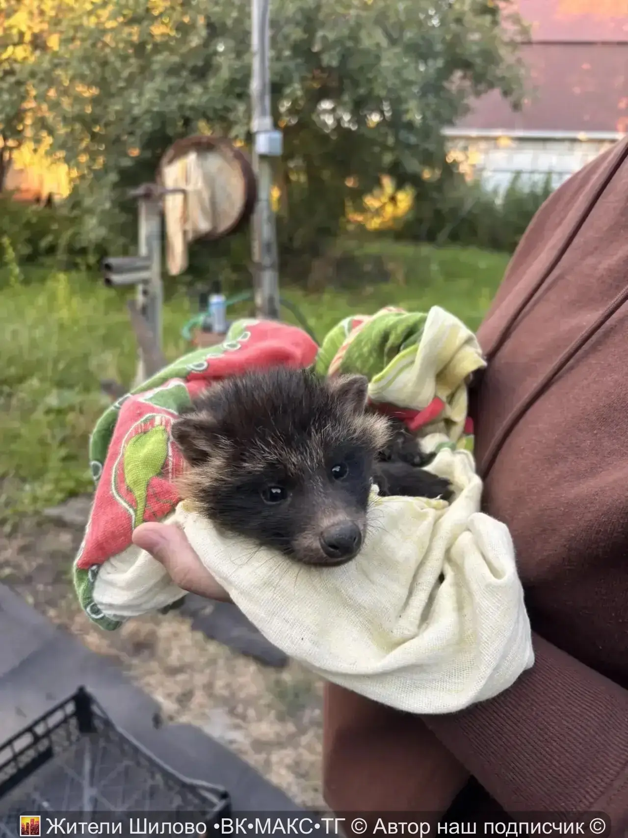 😲 Вот такое чудо нашлось на даче нашими подписчиками