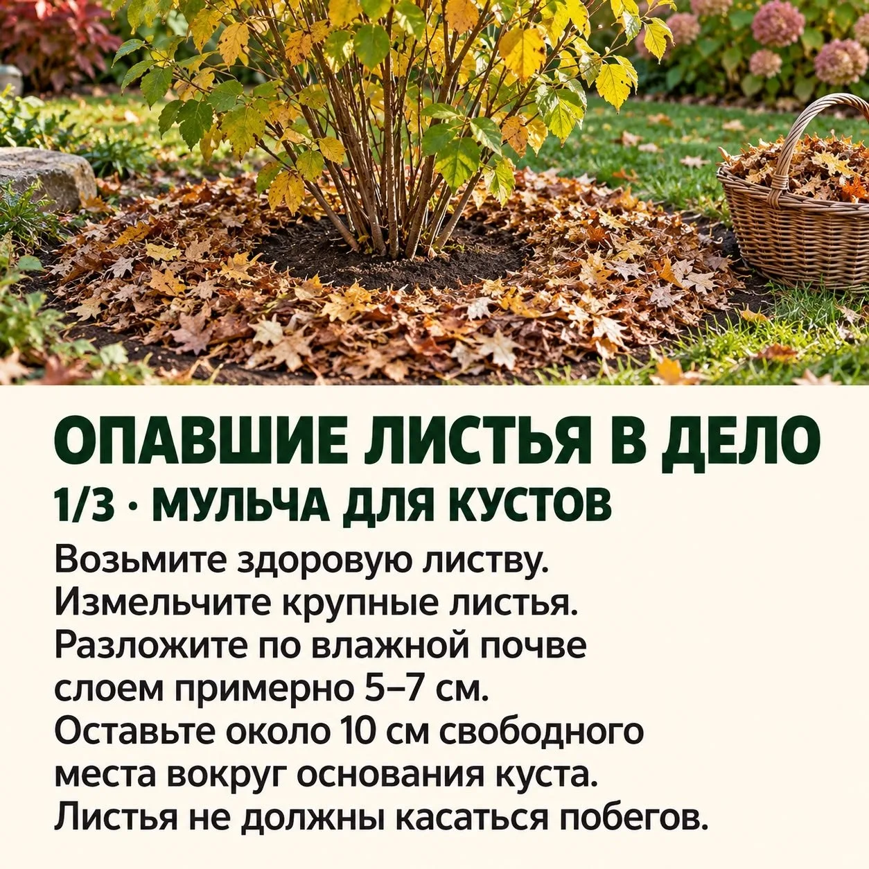 🍂 Опавшие листья — не мусор, а бесплатное удобрение