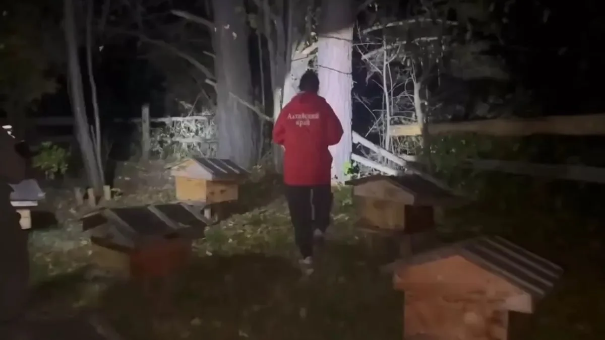 Трех медведей отстрелили в месте нападения медведя на подростка в Солтонском районе