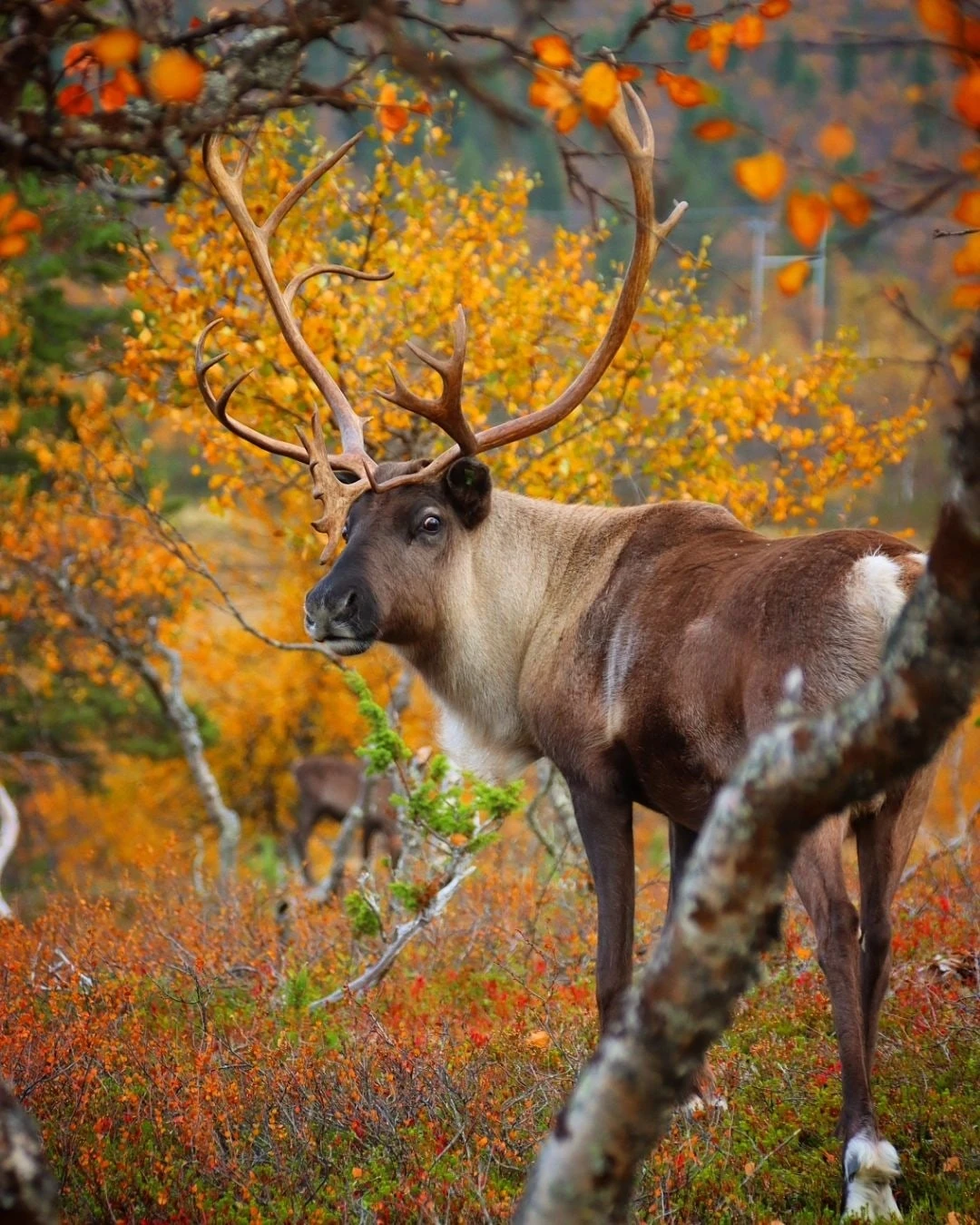 Так вот ты какой Северный олень. 🍂🦌