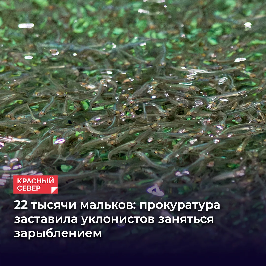 🐟 Ямальская прокуратура заставила ООО «Везерфорд» восстановить водные биоресурсы. Комп...