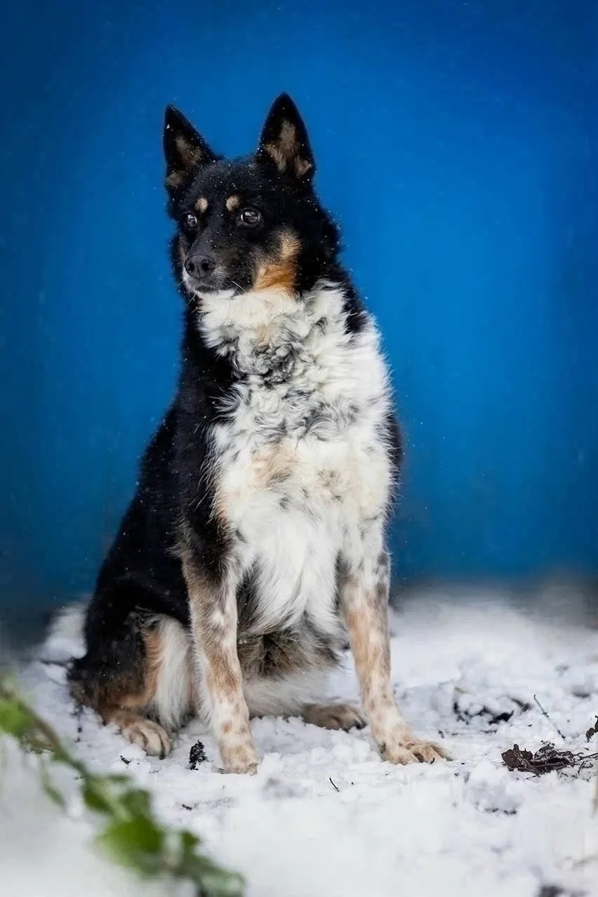 МАЛЫШКА КНОПОЧКА НАДЕЕТСЯ НАЙТИ ДОМ!