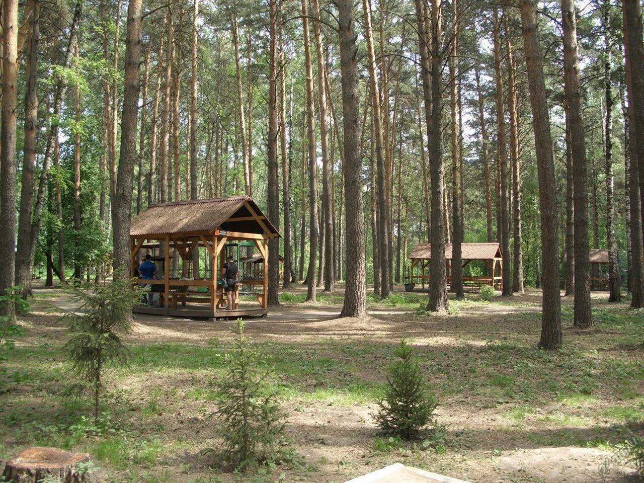 🌲🚨 Вырубку деревьев в парке «Сосновый бор» остановили. Из-за строительных работ в зел...
