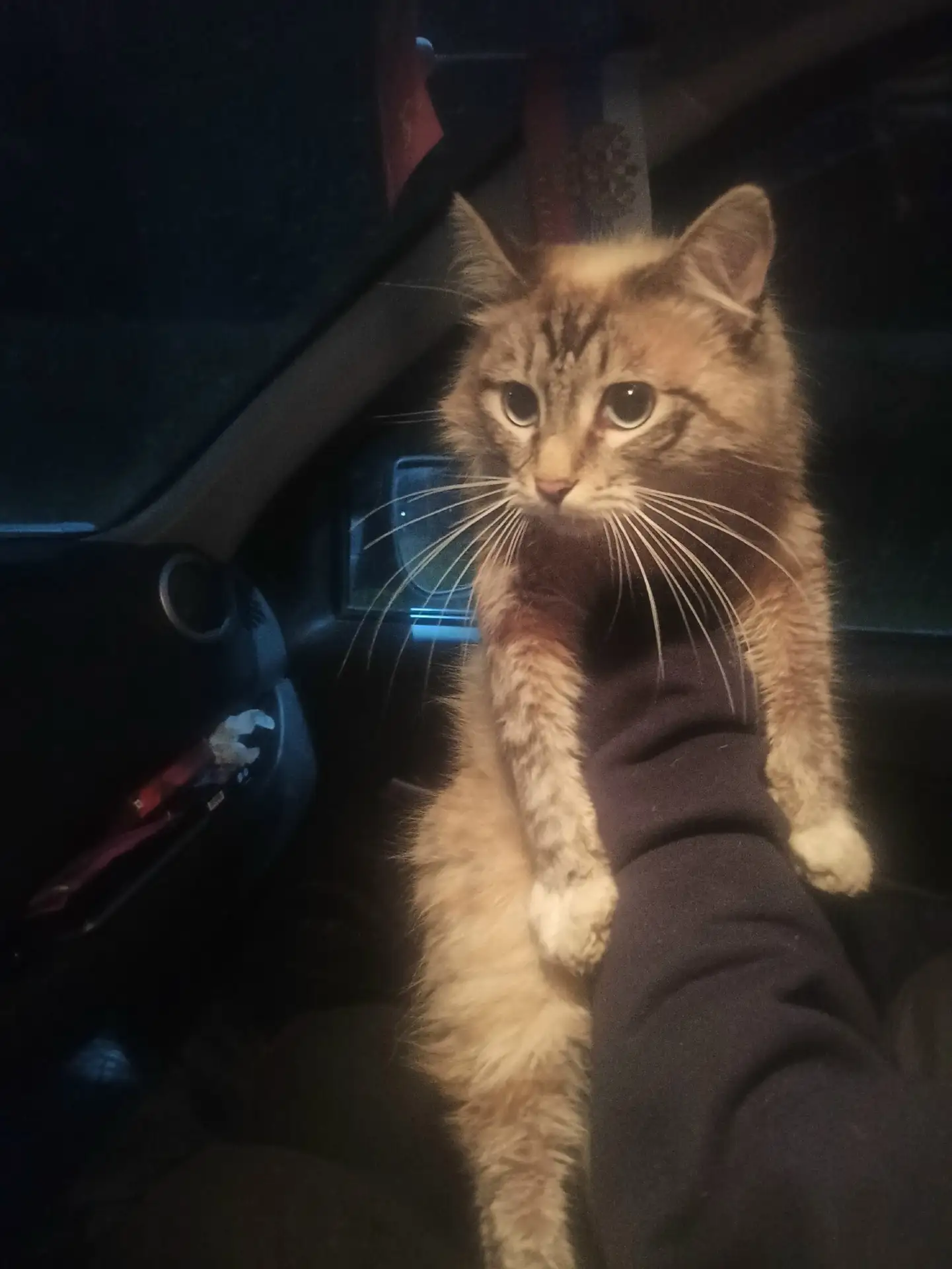 2 мкр у кого потерялся котик? С ошейником забрали на передержку пишите в ЛС