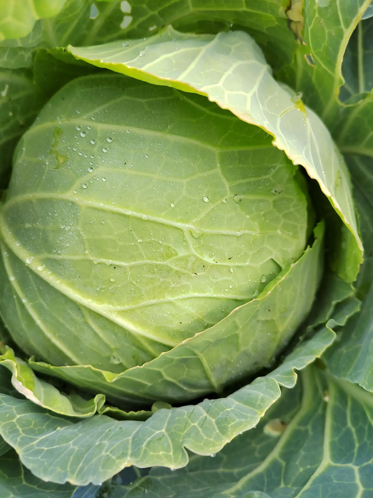 Сегодня хочу убрать всю капусту🥬