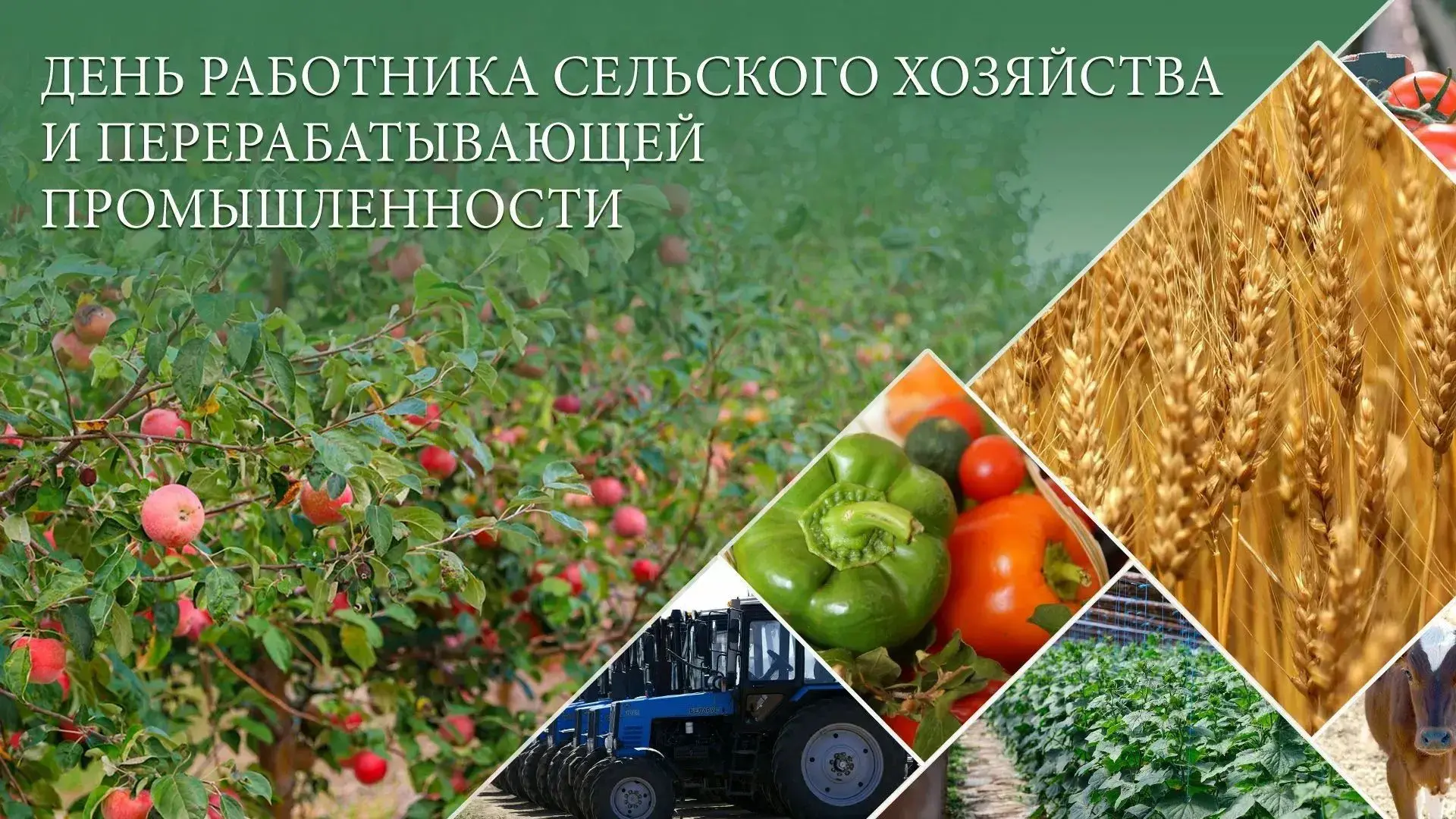 Уважаемые труженики села, работники агропромышленного комплекса Каякентского района!🌾