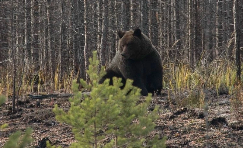 🐻 В подмосковных лесах можно встретить около 80 медведей — осенью риск встречи возрастает