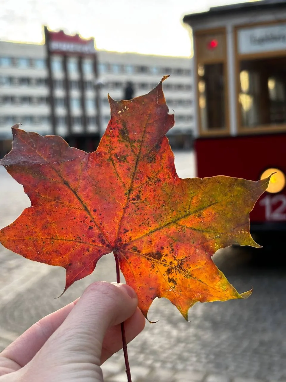 Золотая осень к нам приходит🍁