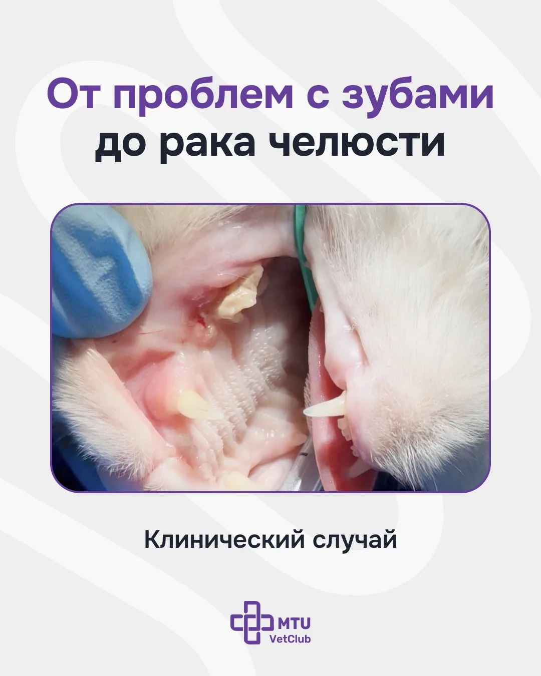 Сопение, выделения из глаза и отказ от еды: что скрывалось за стоматологическими пробле...