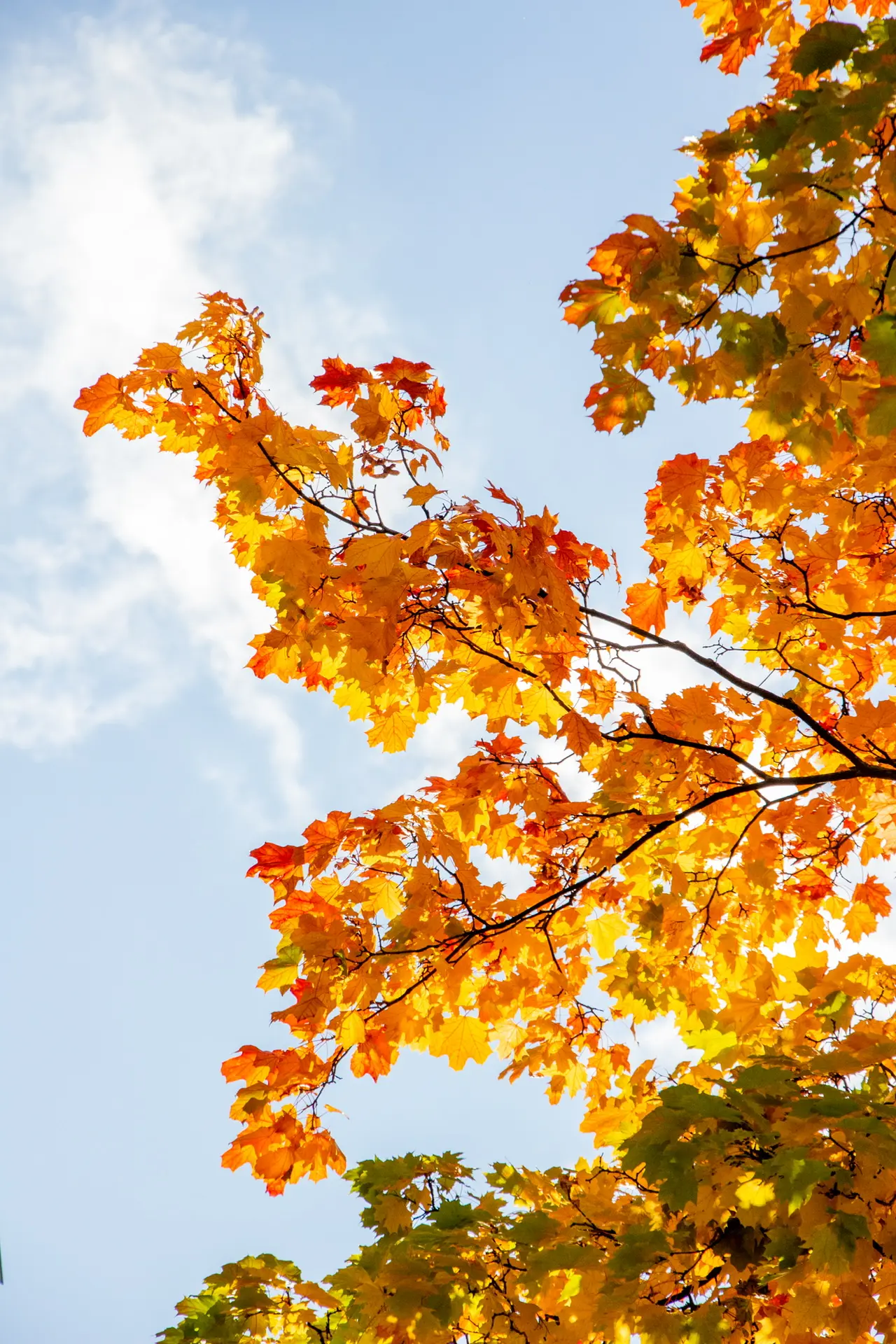 🍁 Золотая осень в кадре СМЦ МЭИ!