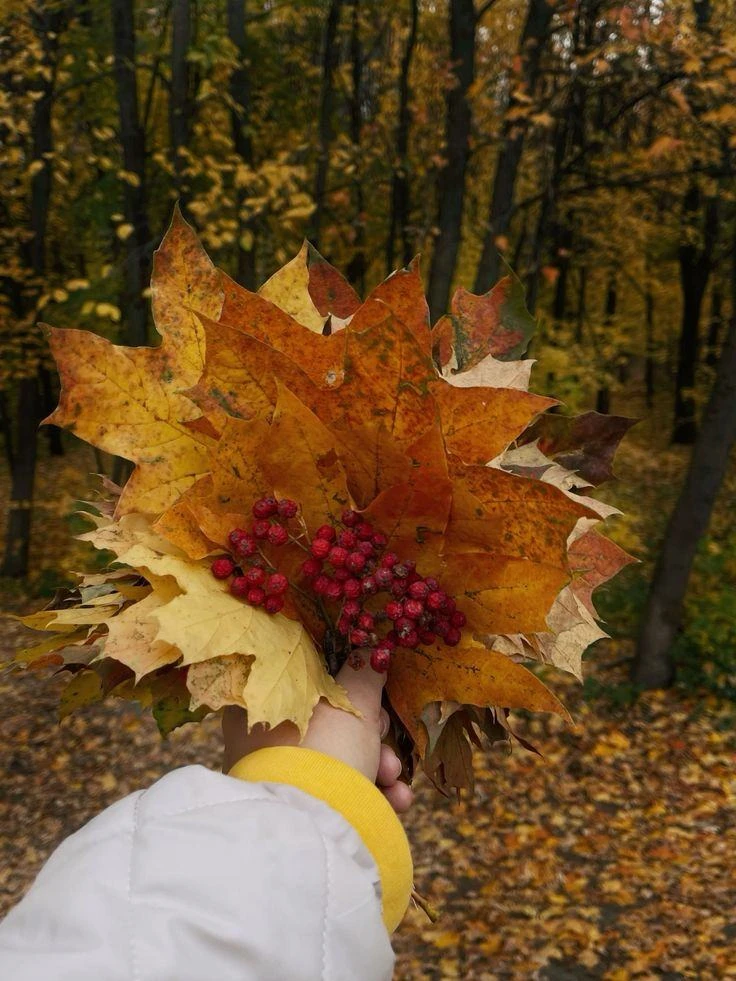 15 октября — День собирания осенних листьев! 🍂🍁