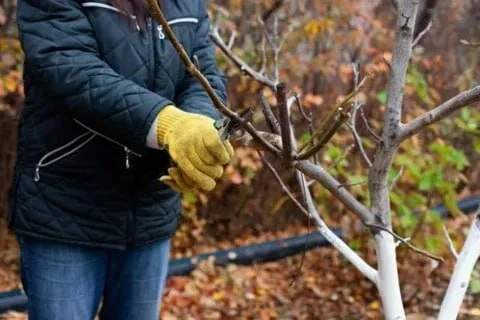 Ландшафт: осенняя обрезка декоративных деревьев 🌳✂
