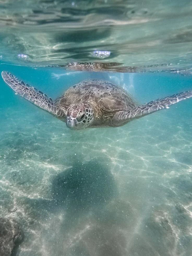 🐢🌴Экзотическая Шри-Ланка зовет!