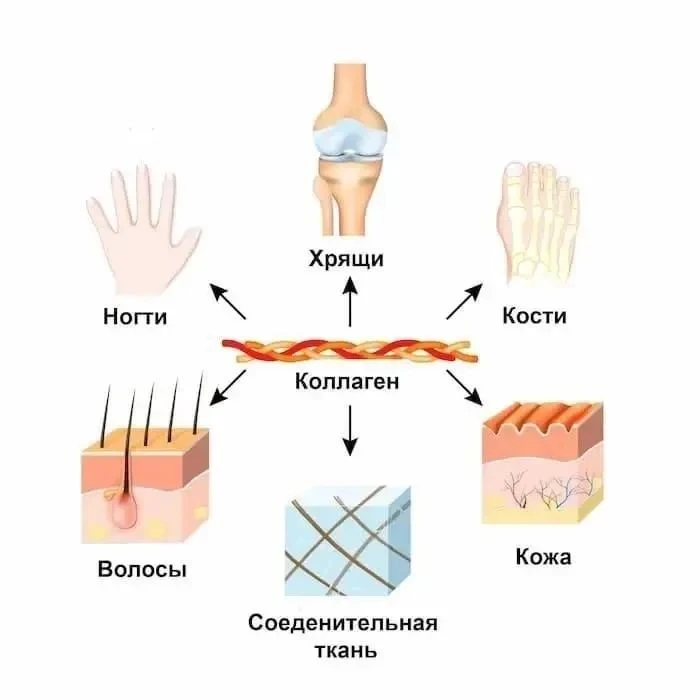 Коллаген — это не только про внешнюю красоту.