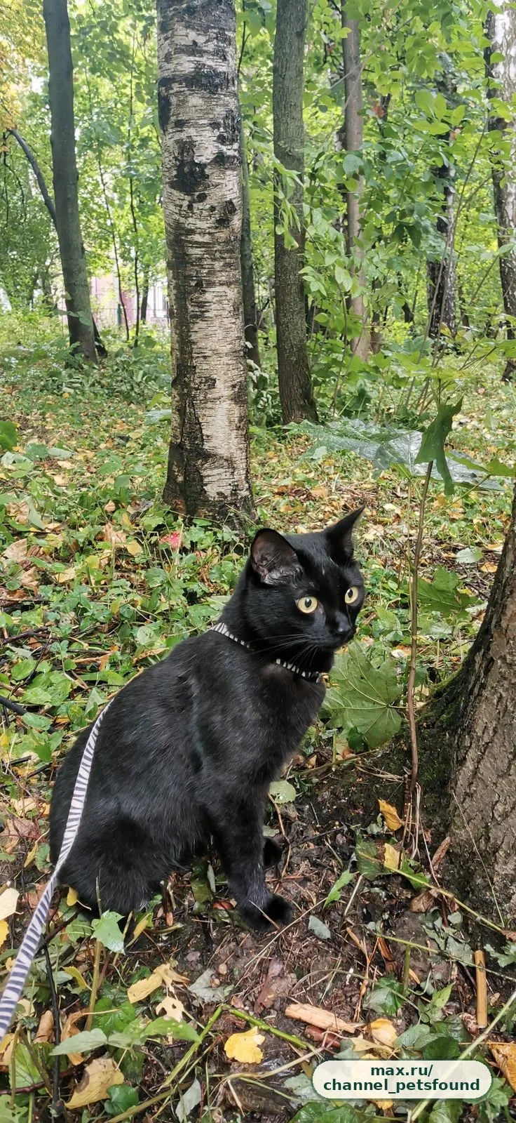 🐾 Пропал питомец — Москва